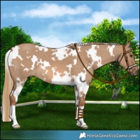 Horse Color:White Spotted Red Dun