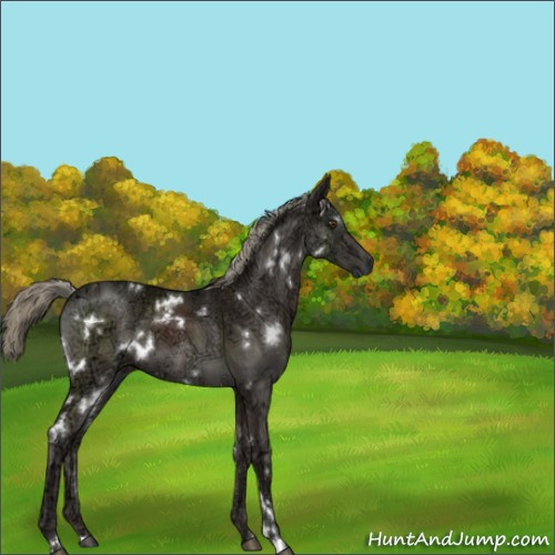 Horse Color:White Spotted Liver Chestnut Ice Mushroom 