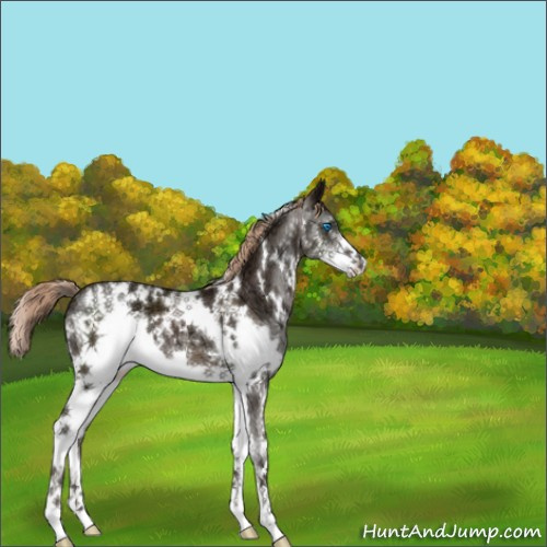 Horse Color:White Spotted Liver Chestnut Ice Splash 