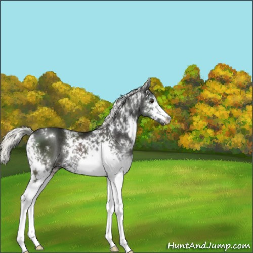 Horse Color:White Spotted Liver Chestnut Mushroom Rabicano 