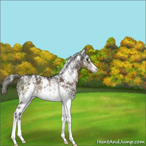 Horse Color:White Spotted Liver Chestnut Mushroom Rabicano 