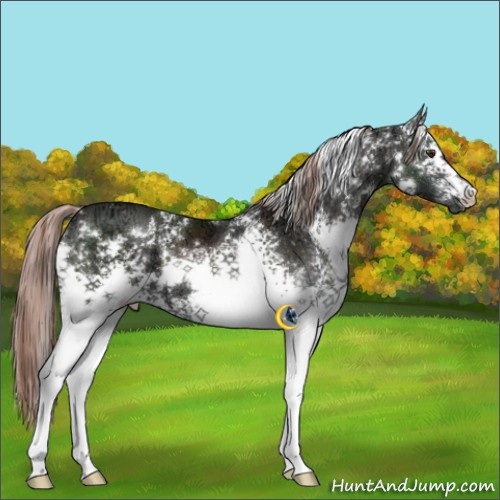 Horse Color:White Spotted Liver Chestnut Ice 