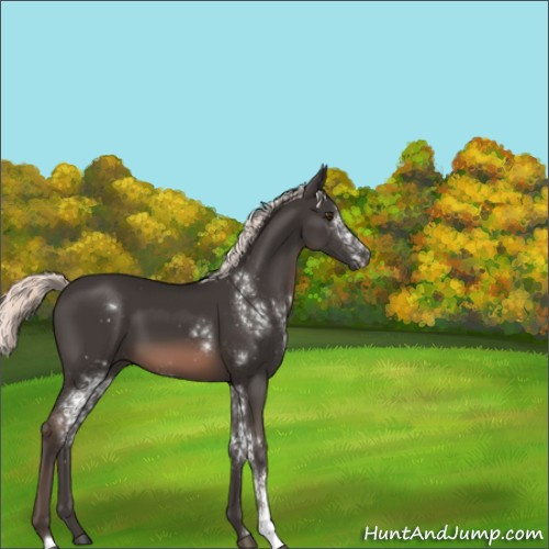 Horse Color:White Spotted Liver Chestnut Mushroom 