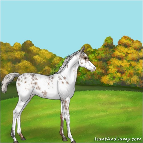 Horse Color:Liver Chestnut Mushroom Sabino Appaloosa Rabicano 