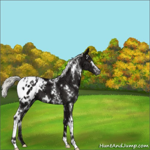 Horse Color:White Spotted Liver Chestnut Ice Mushroom Appaloosa 