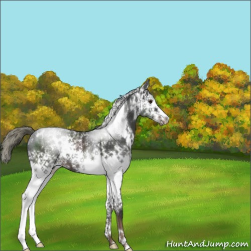 Horse Color:White Spotted Liver Chestnut Mushroom 