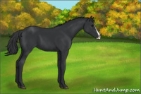 Horse Color:Black Splash