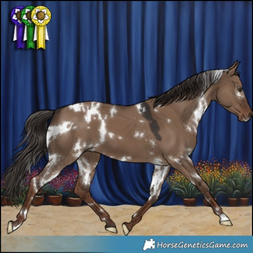 Horse Color:White Spotted Liver Red Dun 