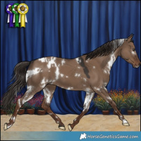 Horse Color:White Spotted Liver Red Dun 