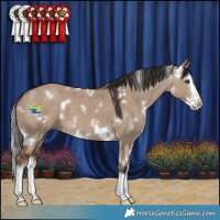 Horse Color:White Spotted Liver Red Dun Splash 