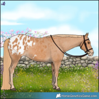 Horse Color:Chestnut Appaloosa 