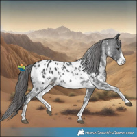 Horse Color:Black Sabino Appaloosa