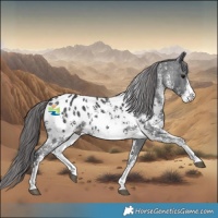 Horse Color:Black Sabino Appaloosa