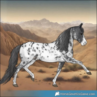 Horse Color:Black Sabino Appaloosa 