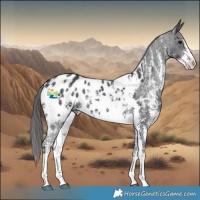 Horse Color:Black Sabino Appaloosa 