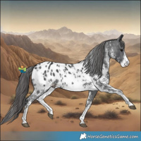 Horse Color:Black Sabino Appaloosa 