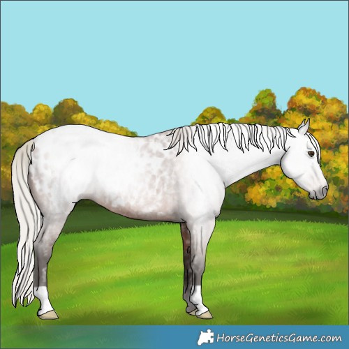 Horse Color:Gray Silver Bay Roan Appaloosa 
