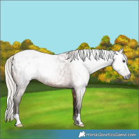 Horse Color:Gray Silver Bay Roan Appaloosa 