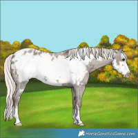 Horse Color:Silver Blue Roan Frame Appaloosa 