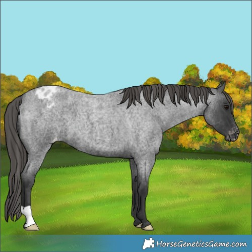 Horse Color:Blue Roan Appaloosa 
