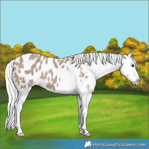 Horse Color:Silver Grullo Tobiano Appaloosa Rabicano 