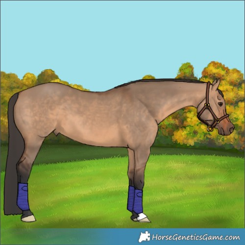 Horse Color:Bay Dun 
