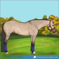 Horse Color:Bay Dun