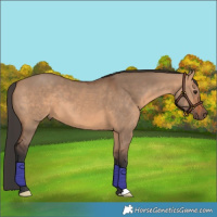 Horse Color:Bay Dun