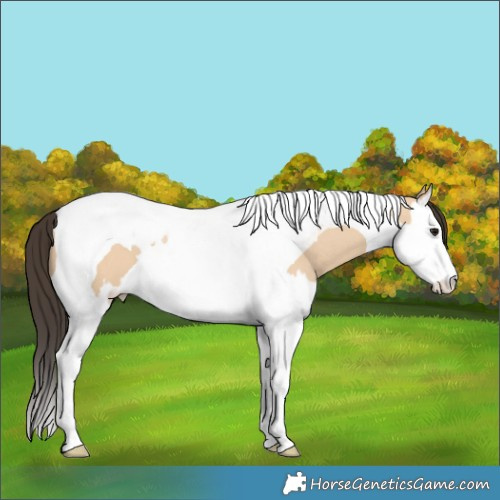 Horse Color:Bay Dun Splash Tobiano 