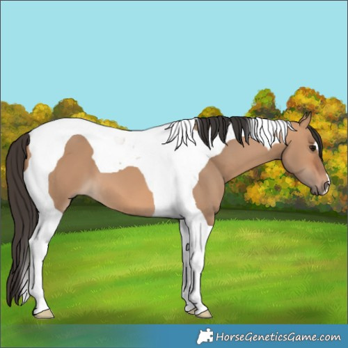 Horse Color:Bay Dun Tobiano 