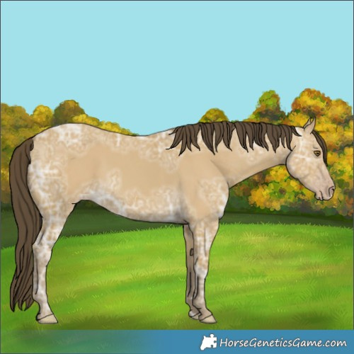 Horse Color:Classic Cream Champagne Ice Dun 