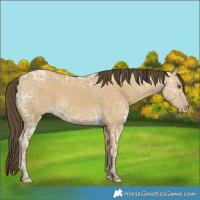 Horse Color:Classic Cream Champagne Ice Dun 