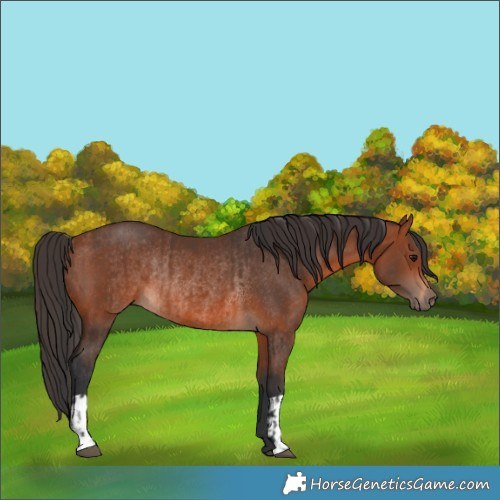 Horse Color:Brown Rabicano and Bay Rabicano