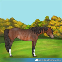 Horse Color:Brown Rabicano  and Bay Rabicano 