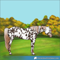 Horse Color:Liver Chestnut Appaloosa Rabicano 