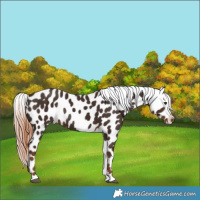 Horse Color:Liver Chestnut Appaloosa Rabicano