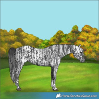 Horse Color:Black  and Gray Black 