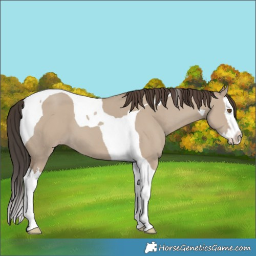 Horse Color:Classic Champagne Dun Splash Tobiano 