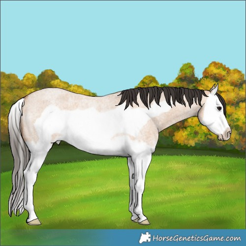 Horse Color:Bay Roan Dun Splash Frame Rabicano 