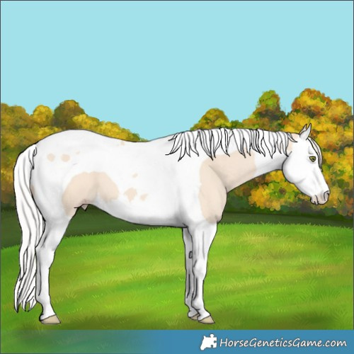 Horse Color:Silver Classic Champagne Dun Splash Tobiano 