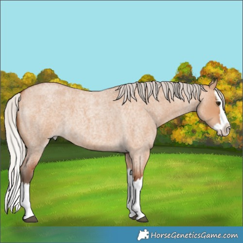 Horse Color:Silver Bay Roan Dun Splash 