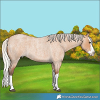 Horse Color:Silver Bay Roan Dun Splash 