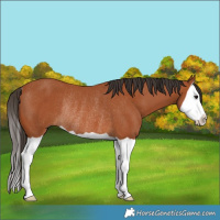 Horse Color:Bay Splash Rabicano 