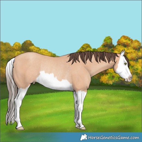 Horse Color:Amber Champagne Splash Rabicano 