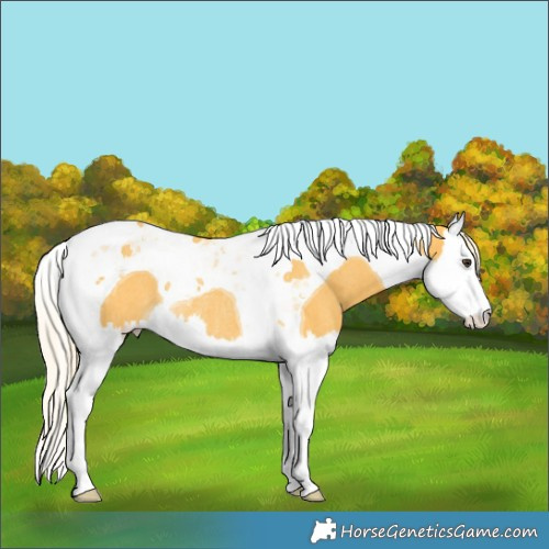 Horse Color:Palomino Splash Tobiano Rabicano 