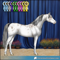 Horse Color:Liver Red Dun Sabino Appaloosa 