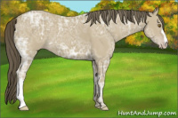 Horse Color:Classic Cream Champagne Ice 