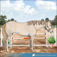 Horse Color:Perlino Dun