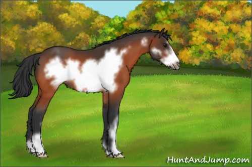 Horse Color:Bay Sabino Frame 