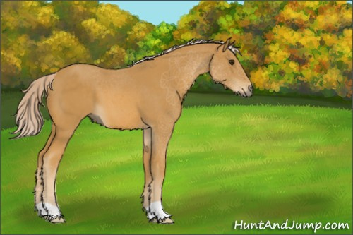 Horse Color:Palomino 